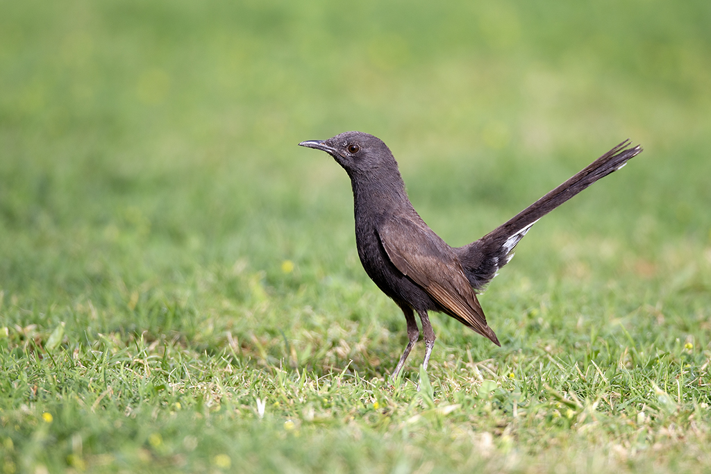 Black Scrub Robin