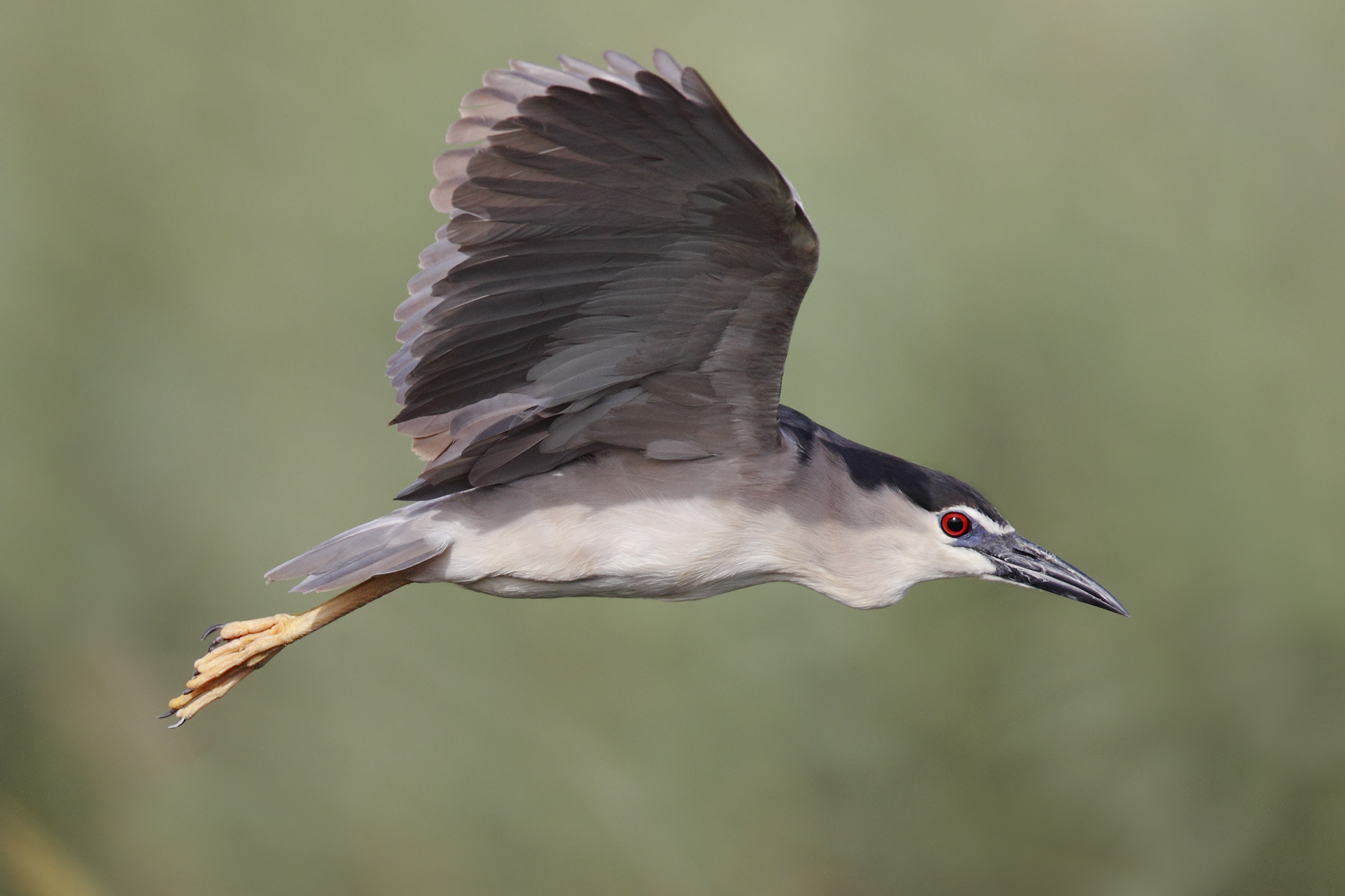 Eurasian Black-crowned Night-Heron