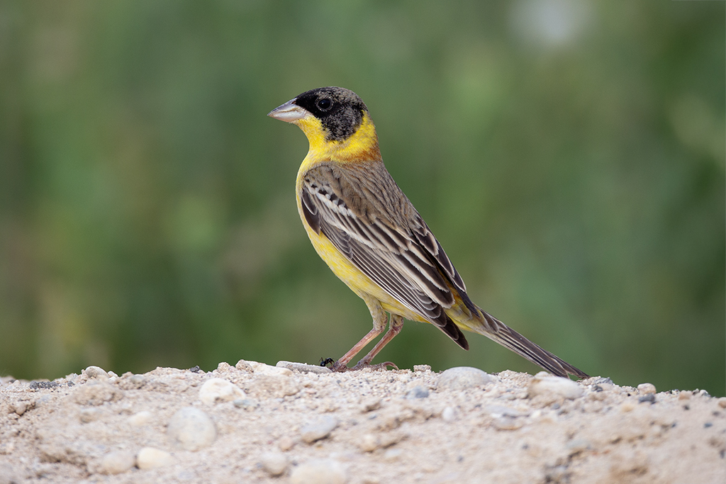 Black-headed Bunting