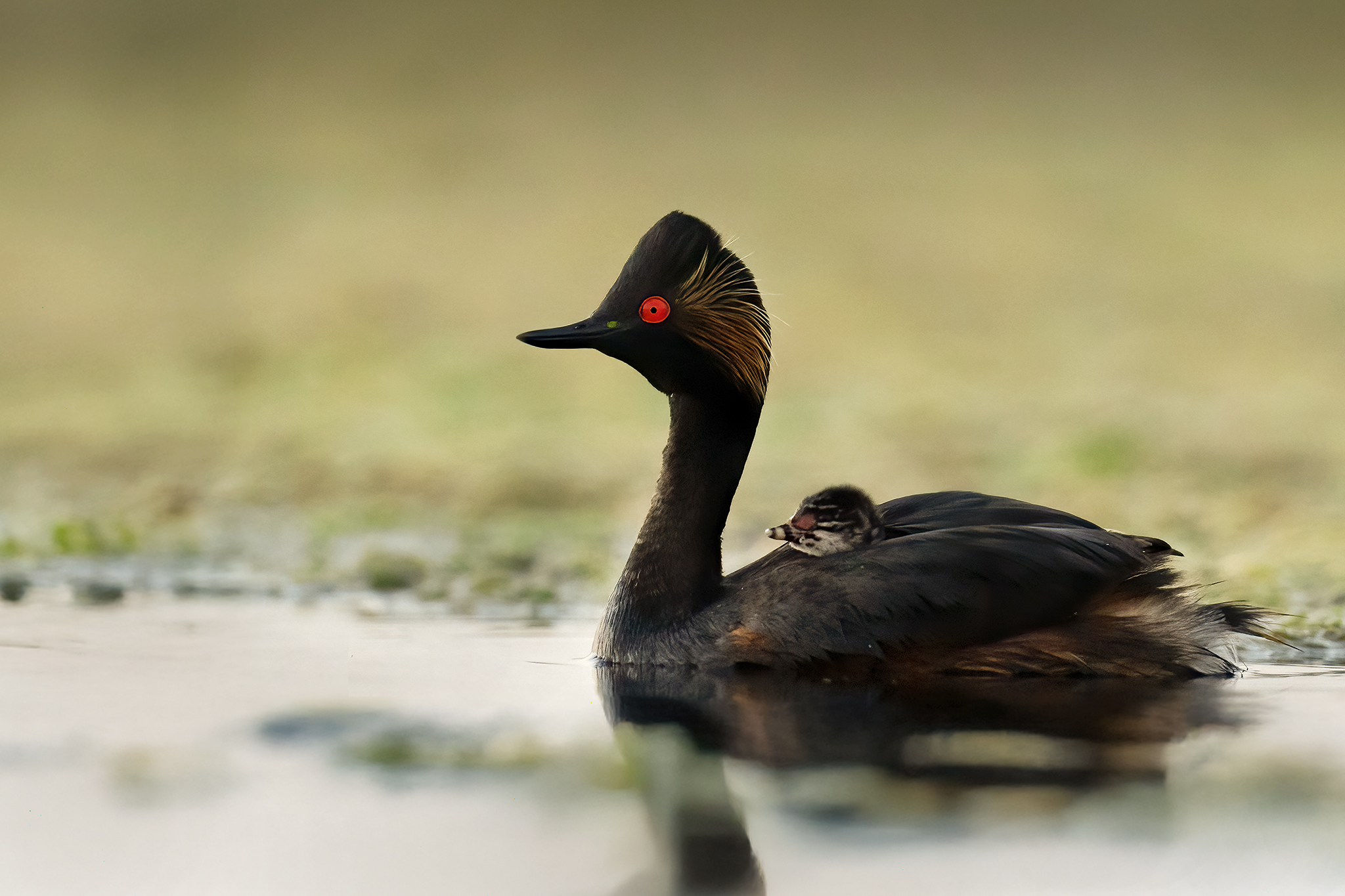 Eurasian Black-necked Grebe