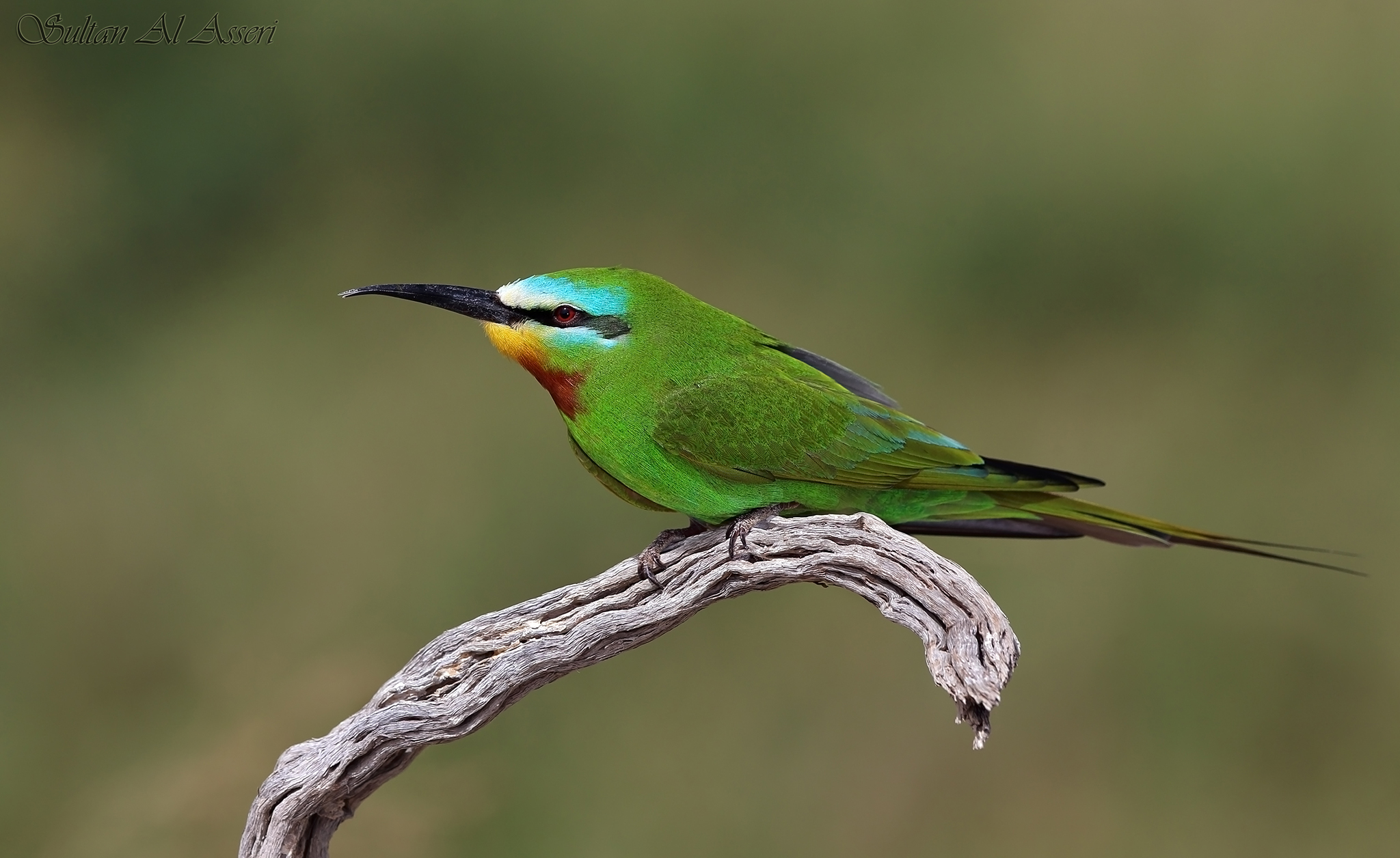 Blue-cheeked Bee-eater