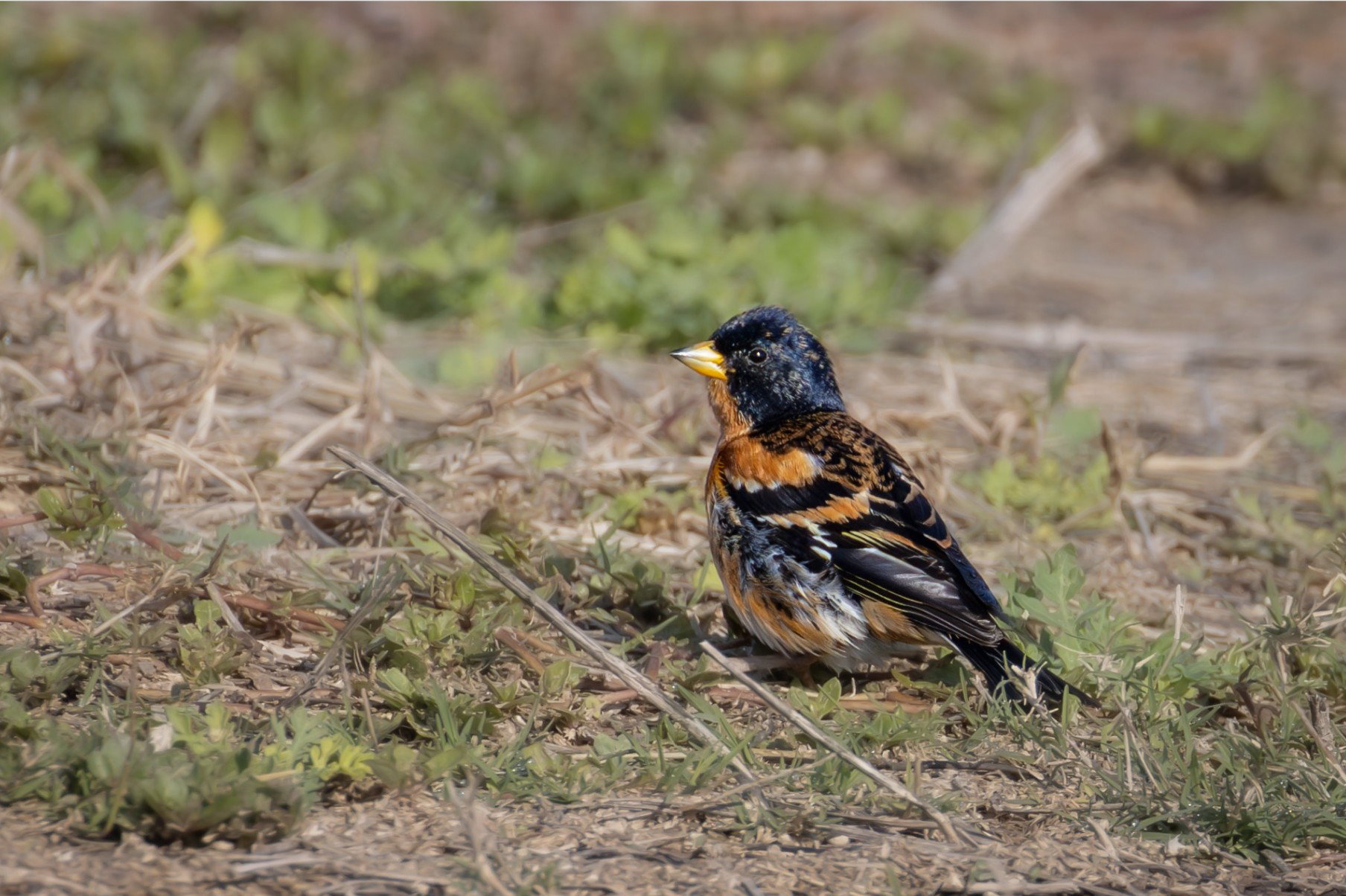 Brambling