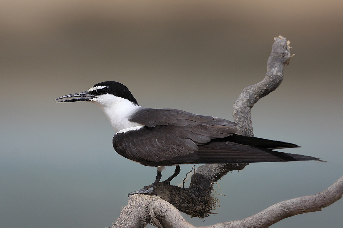 Bridled Tern