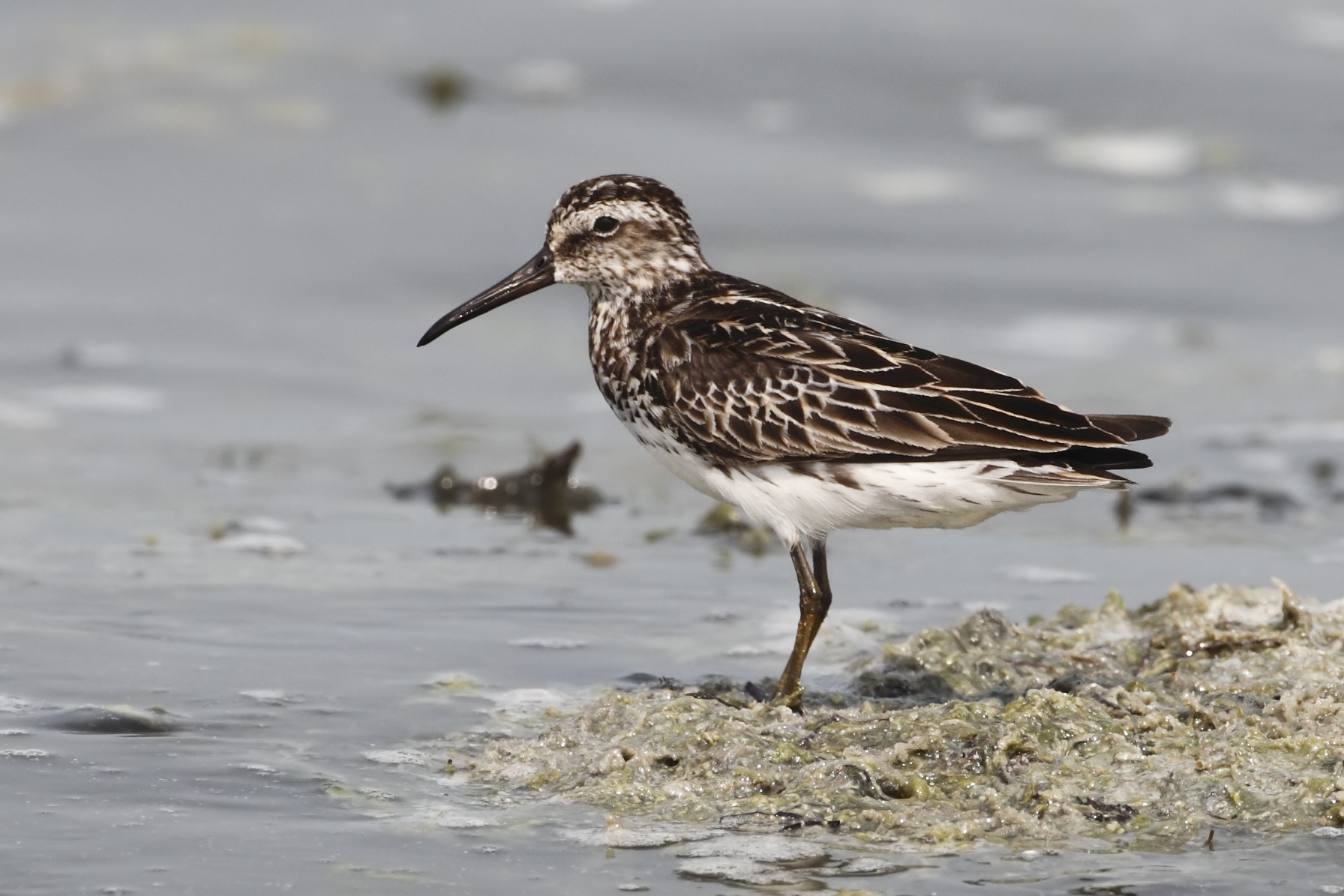 Broad-billed Sandpiper