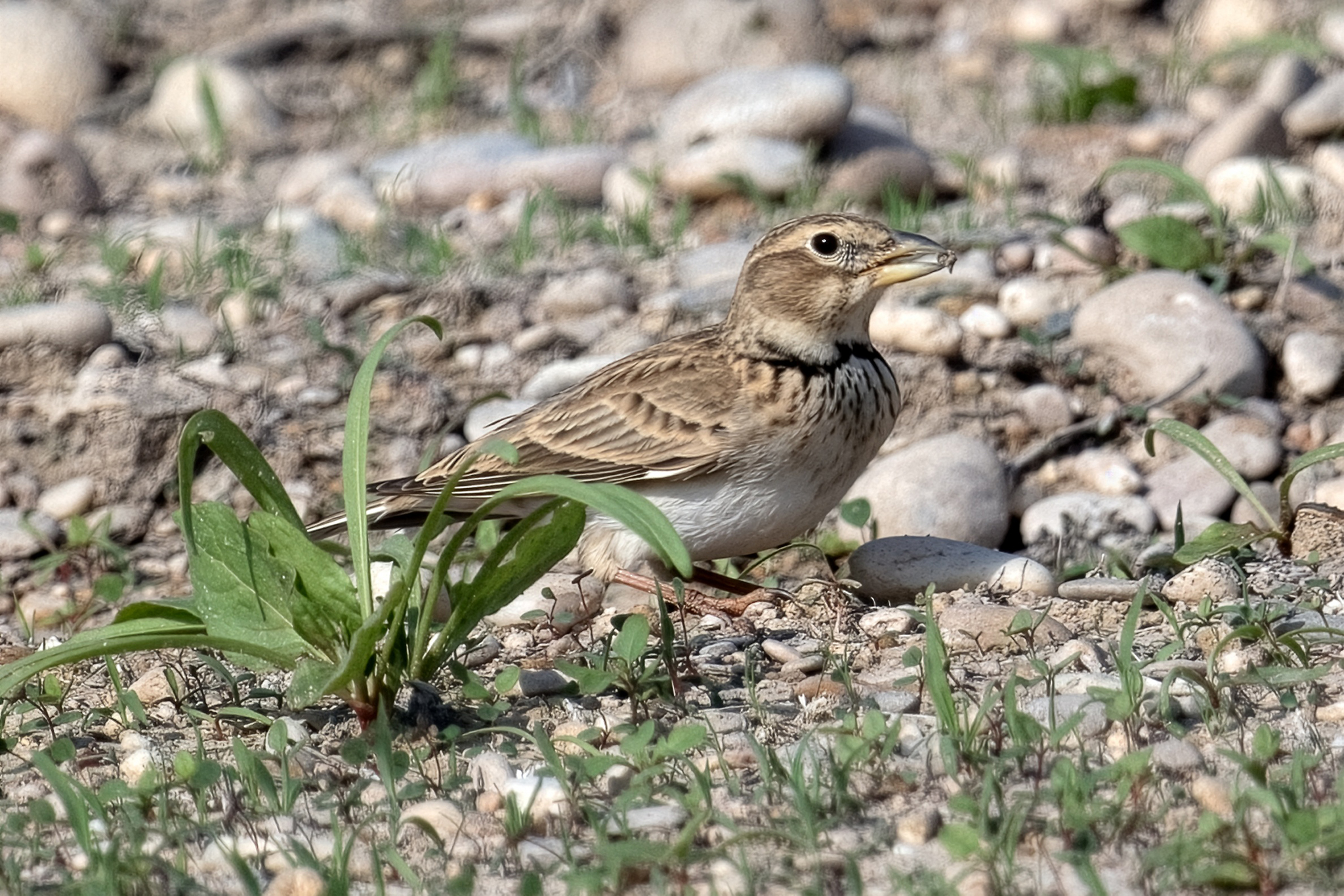 Calandra Lark