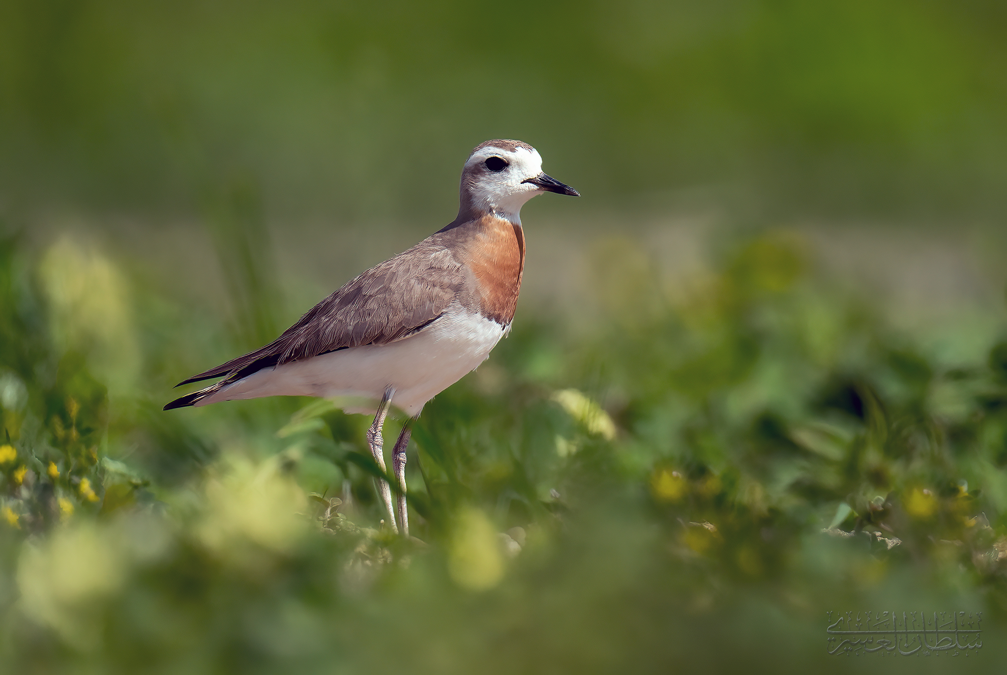 Caspian Plover