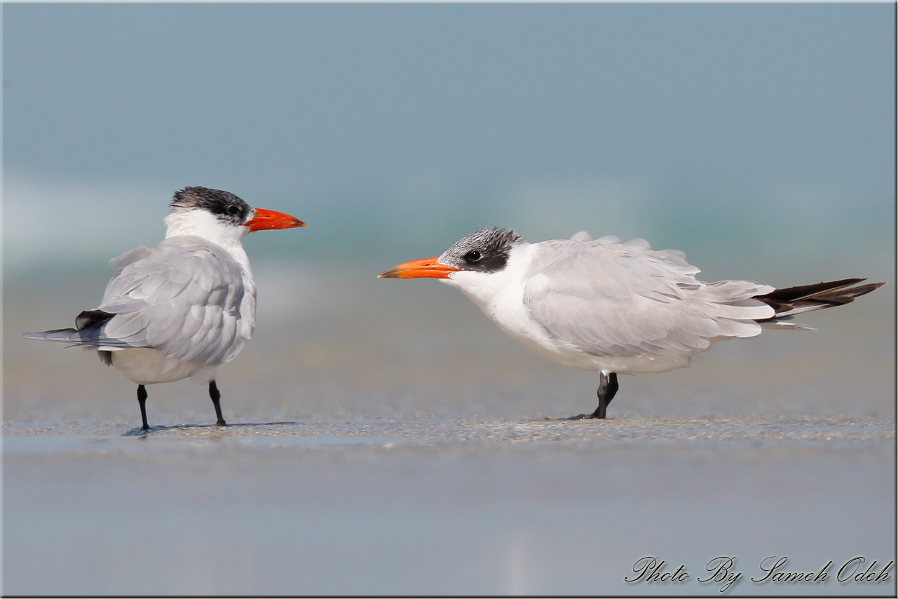 Caspian Tern