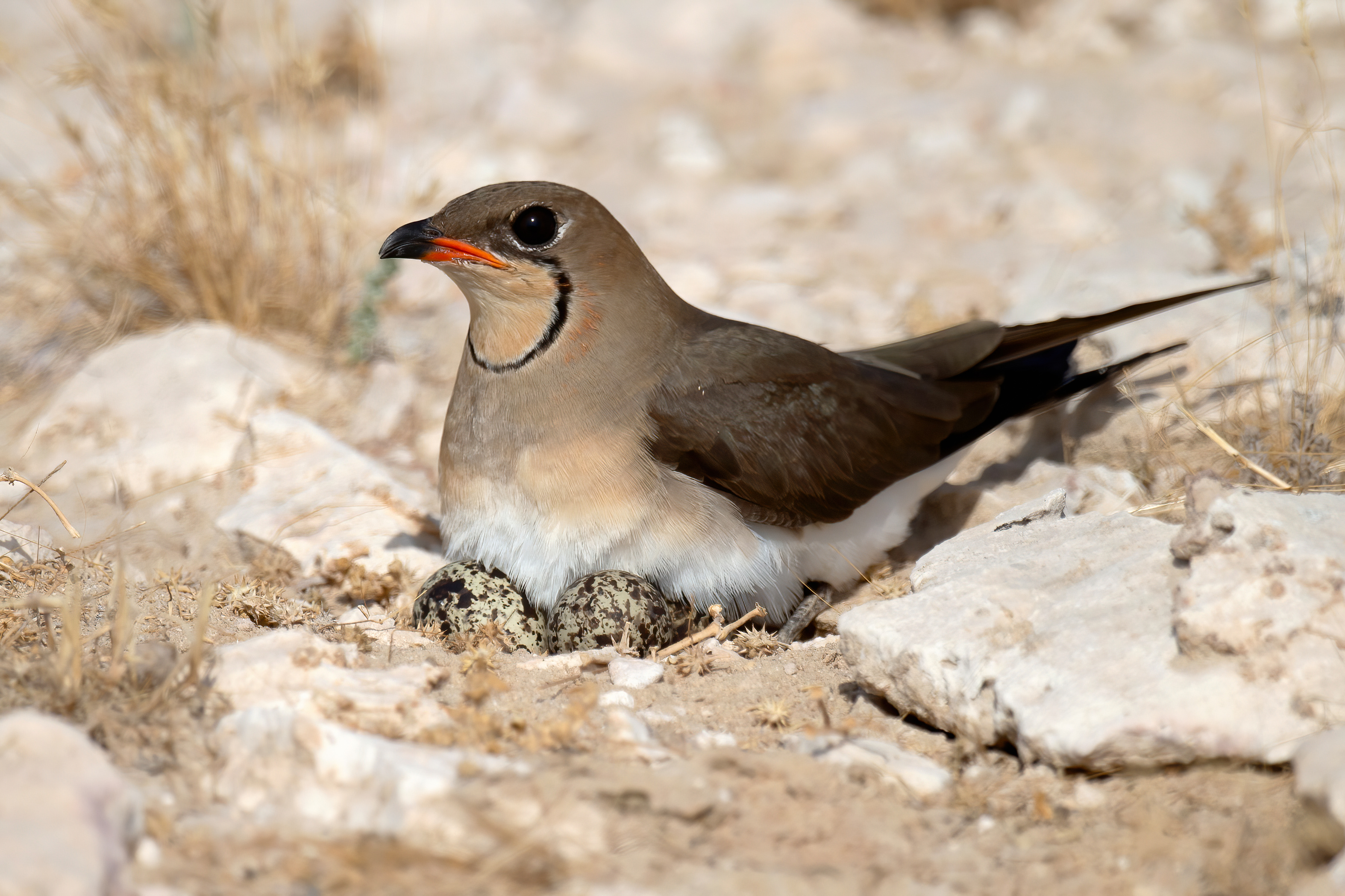 Collared Pratincole