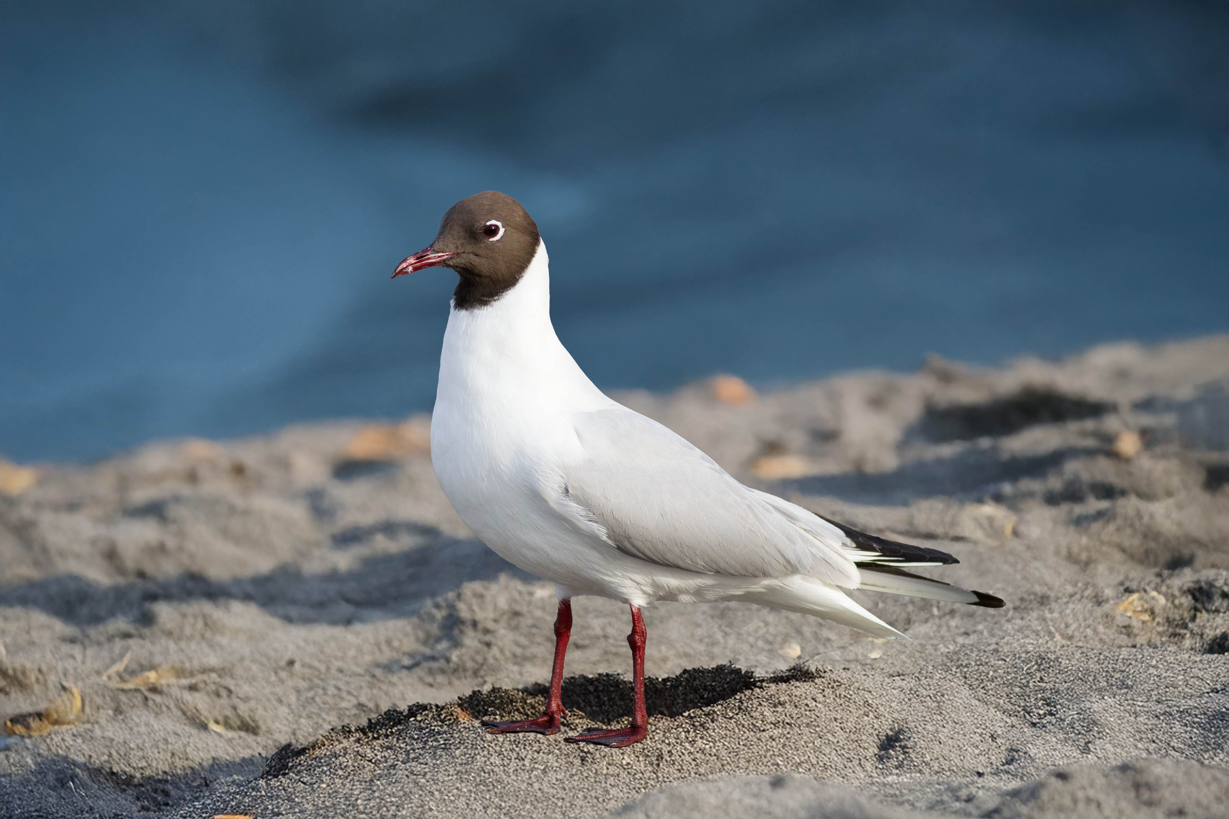 Common Black-headed Gull