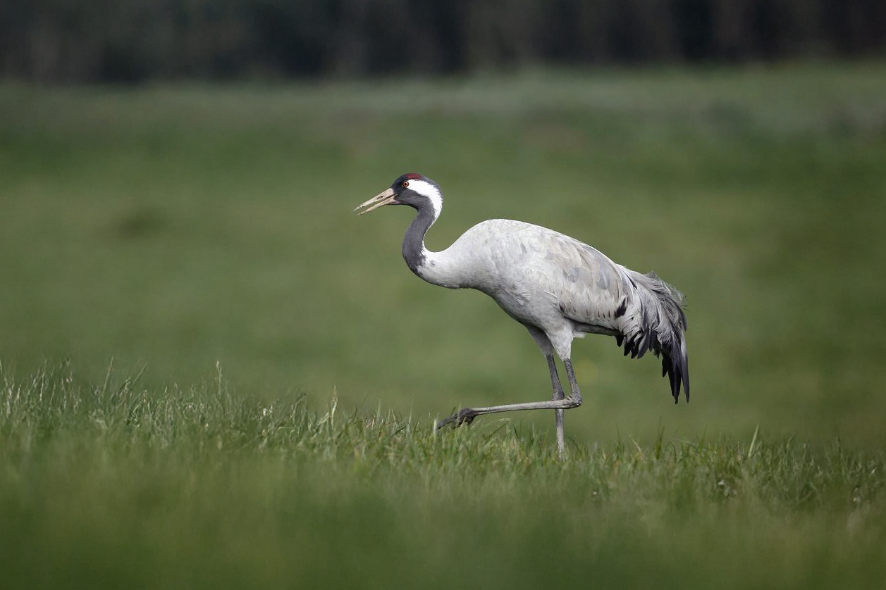 Common Crane