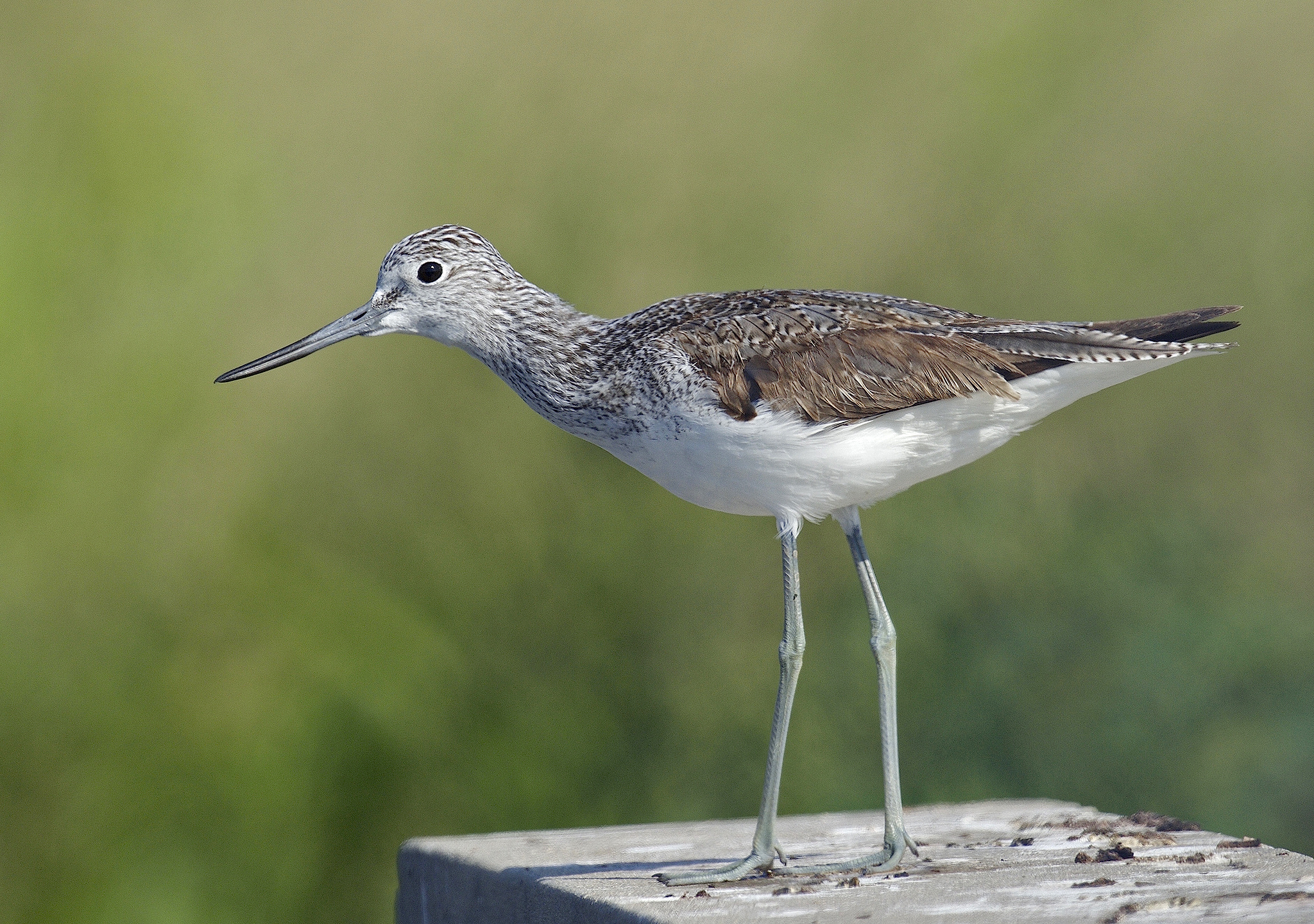 Common Greenshank