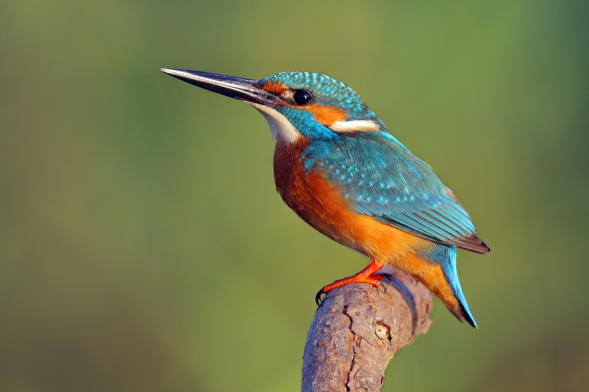 Common Kingfisher
