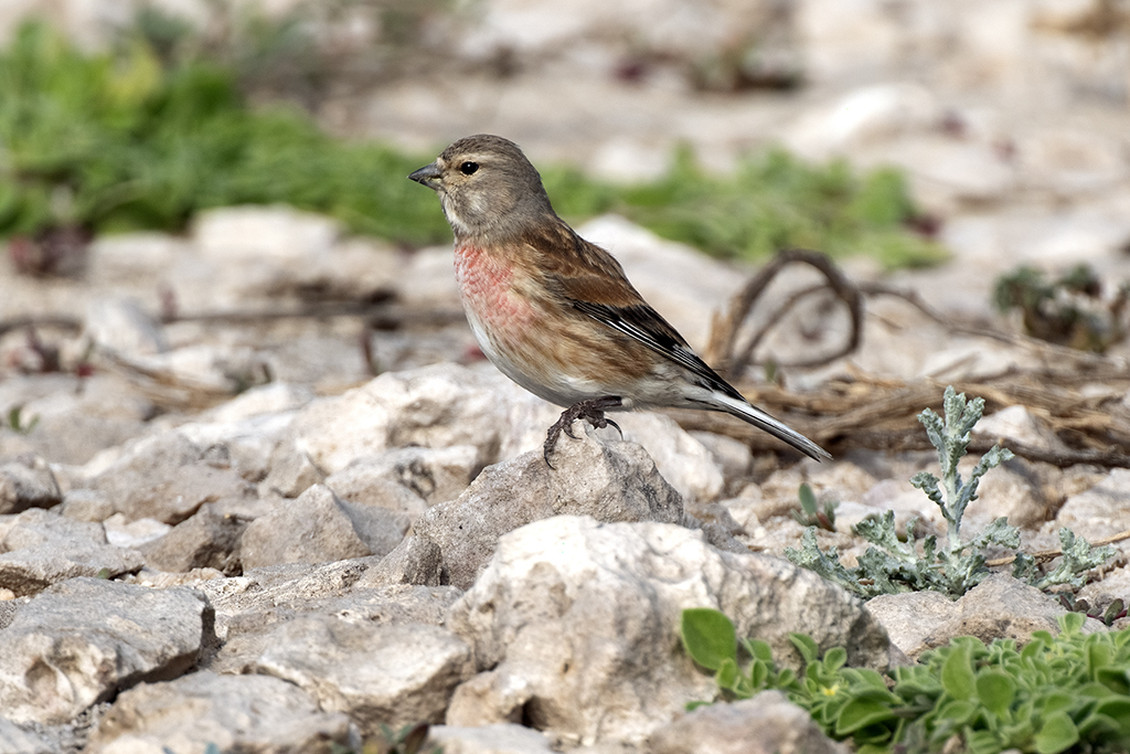 Common Linnet