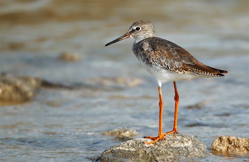 Common Redshank