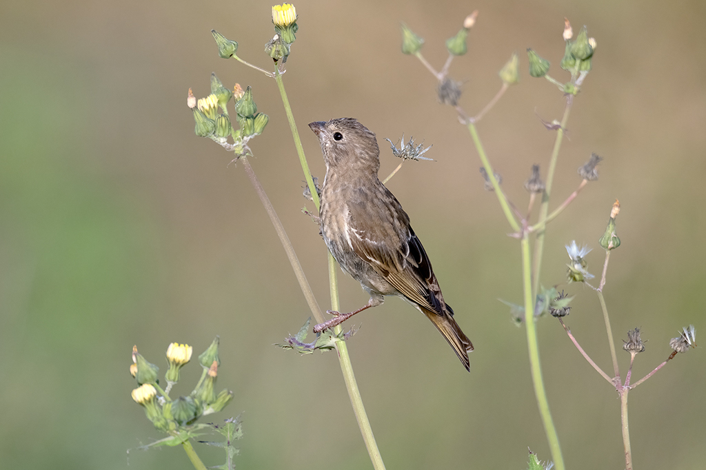 Common Rosefinch