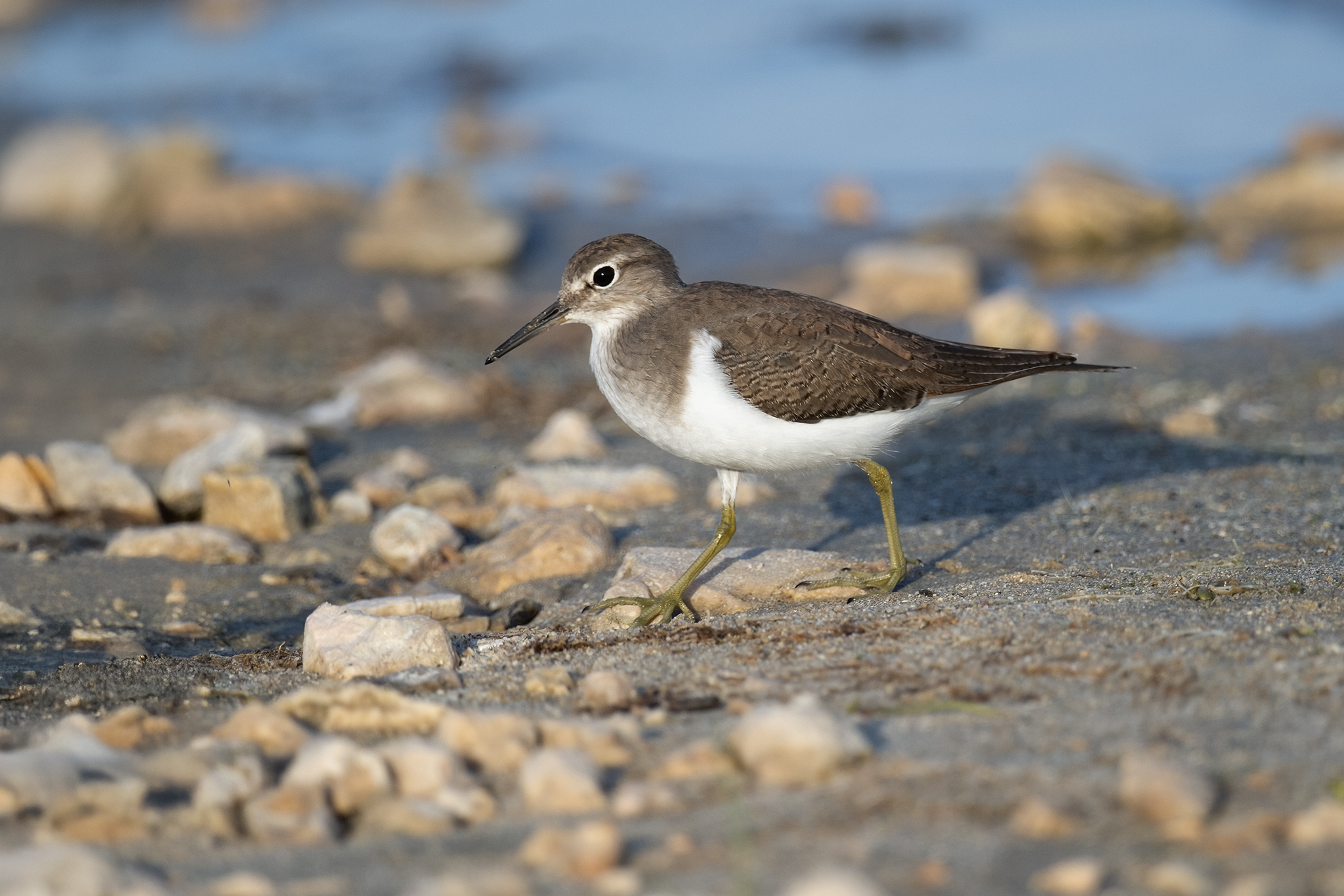 Common Sandpiper