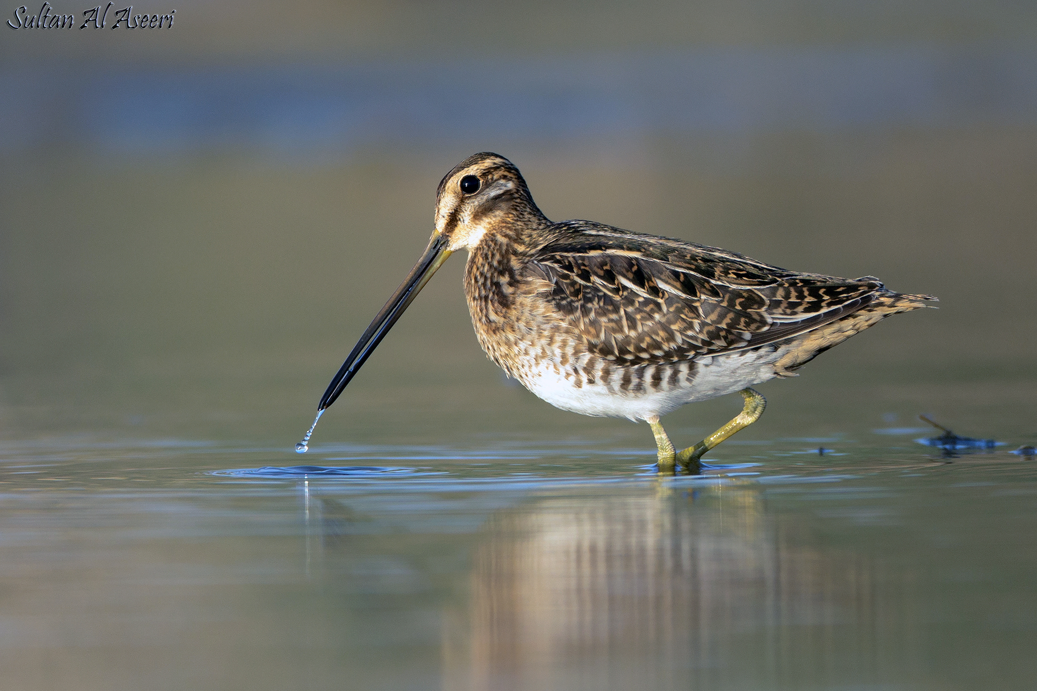 Eurasian Common Snipe