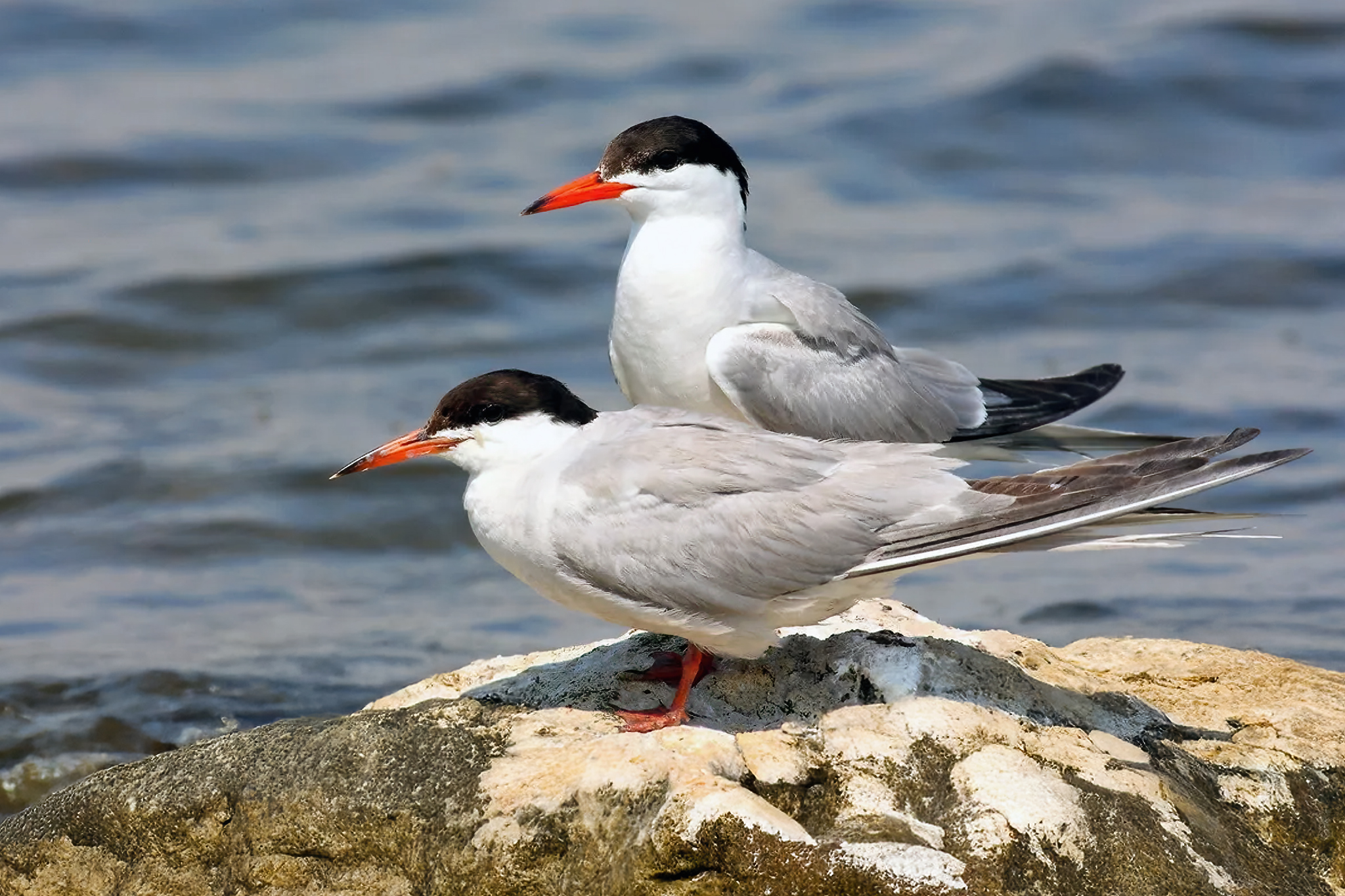 Common Tern