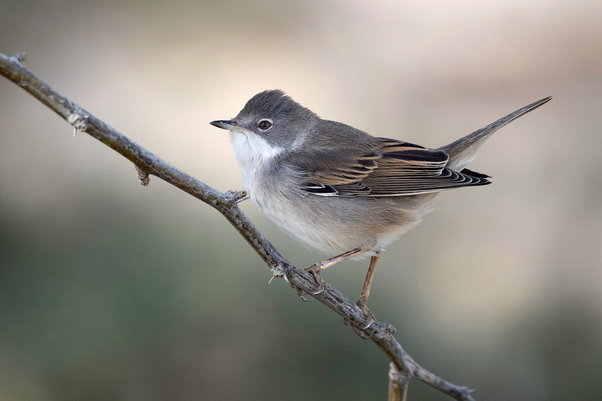Common Whitethroat