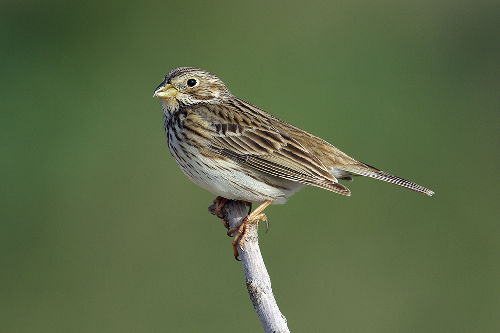 Corn Bunting