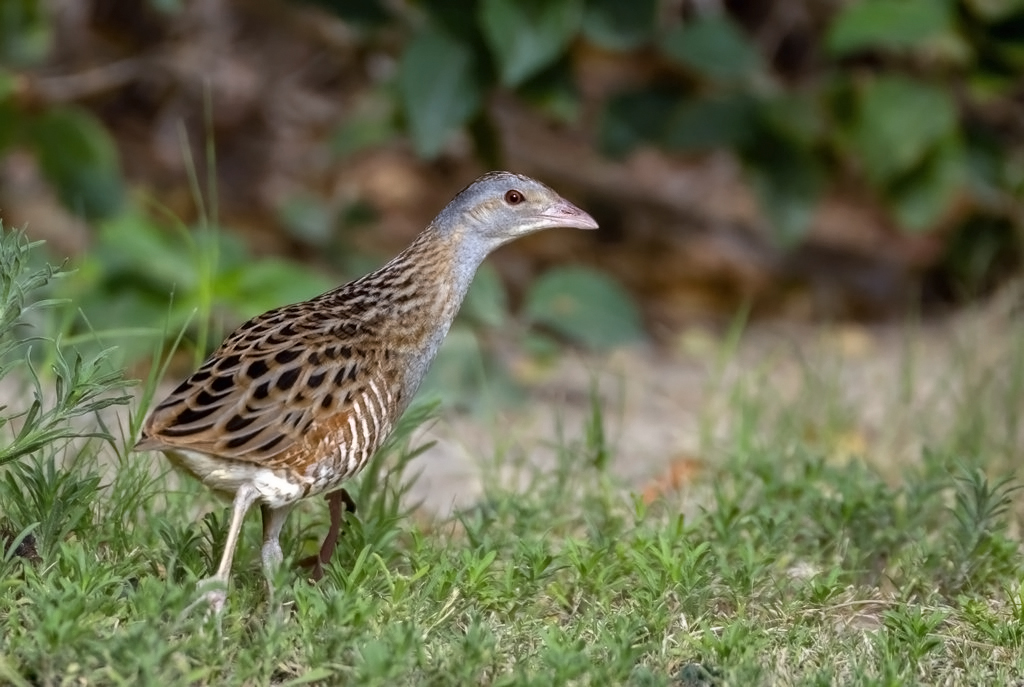 Corncrake