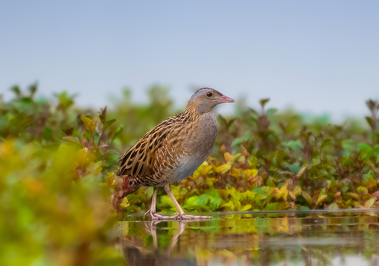 Corncrake