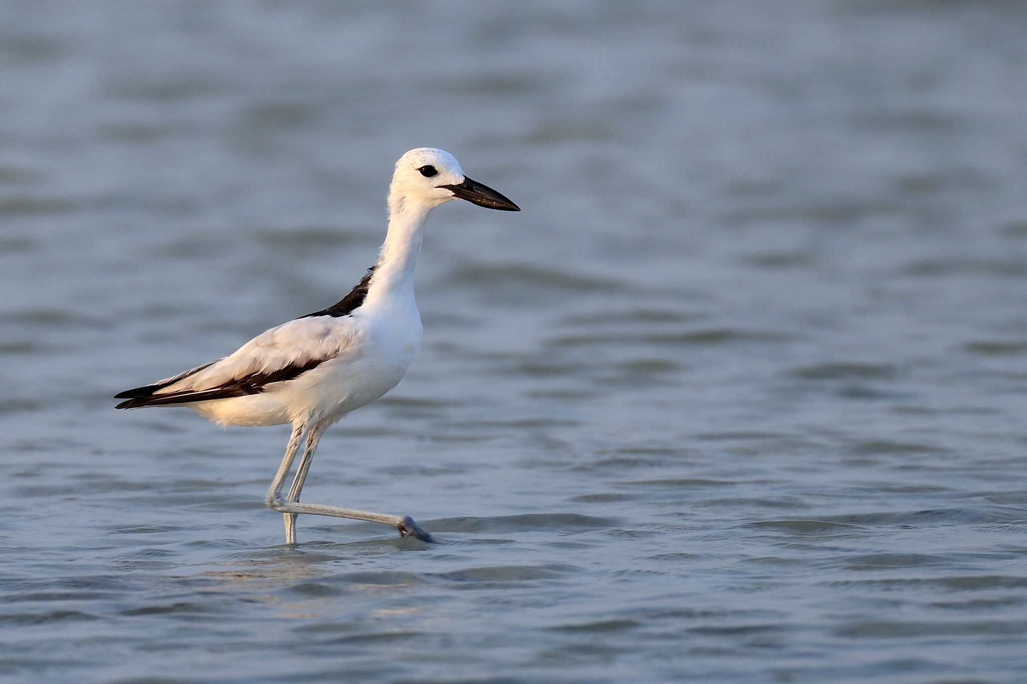 Crab-plover