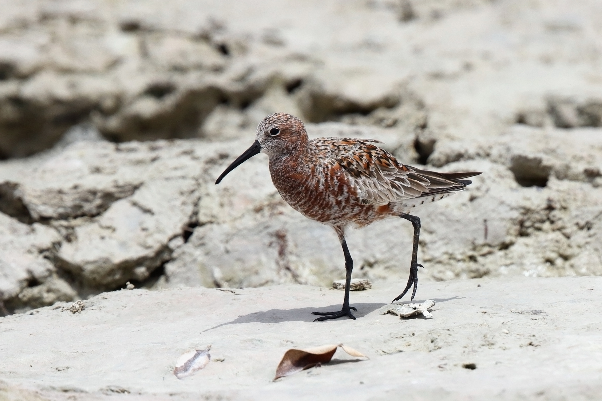 Curlew Sandpiper