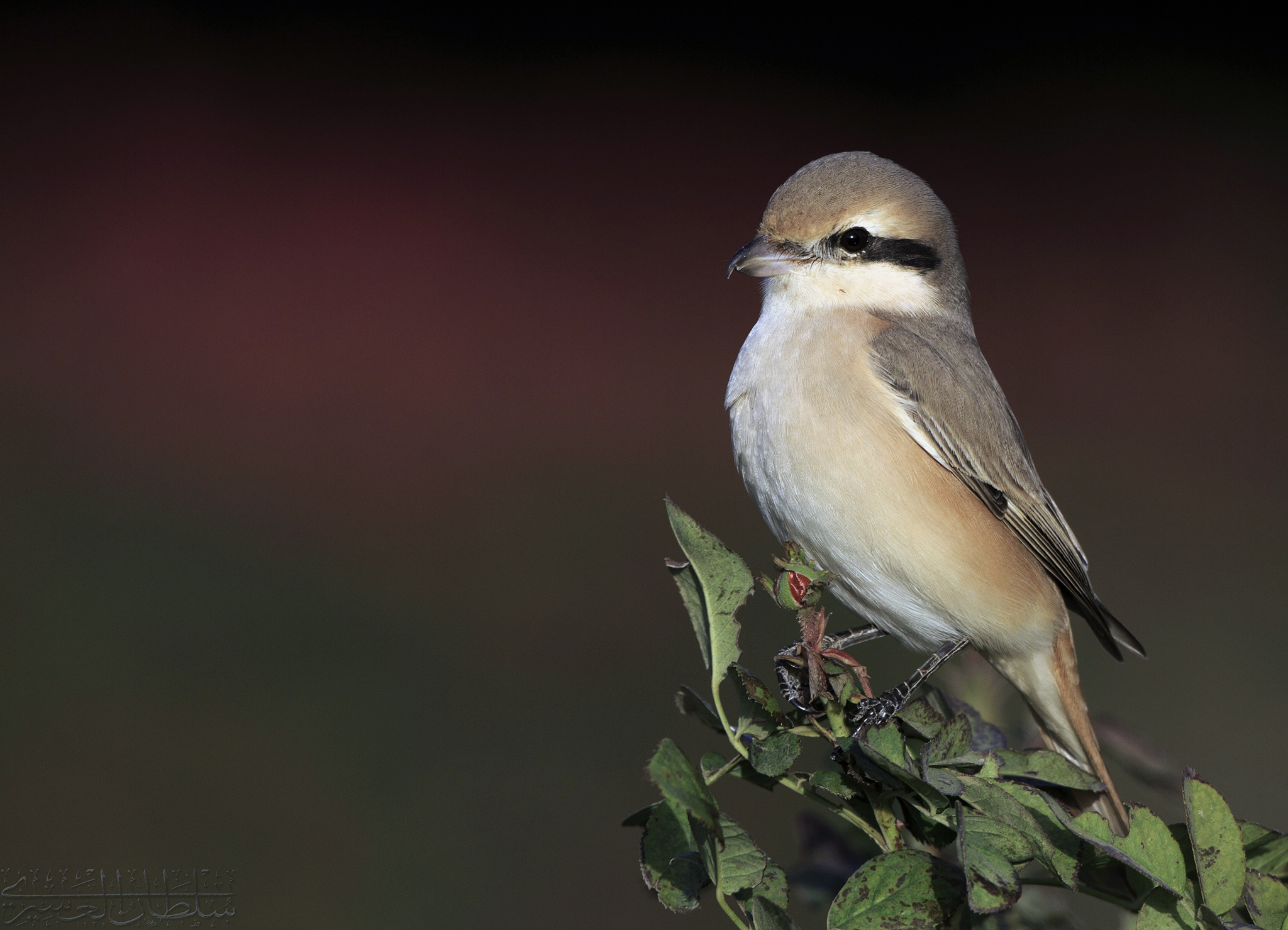 Daurian Shrike