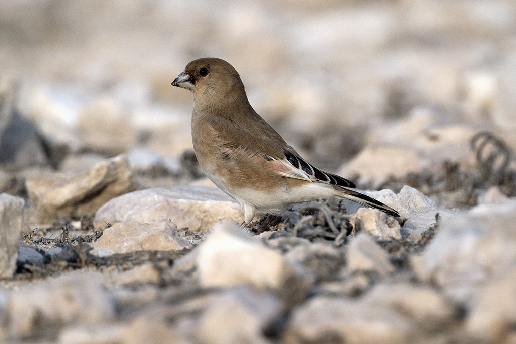 Desert Finch