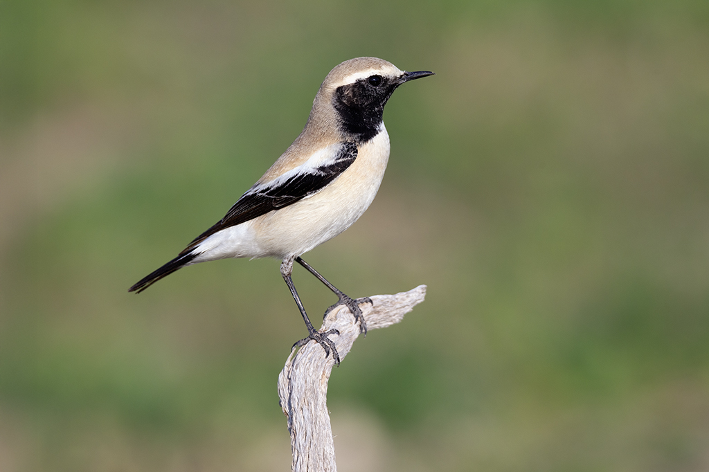 Desert Wheatear