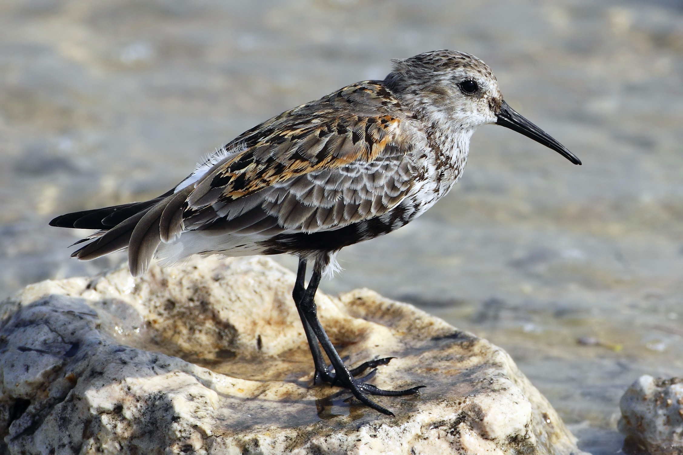 Dunlin