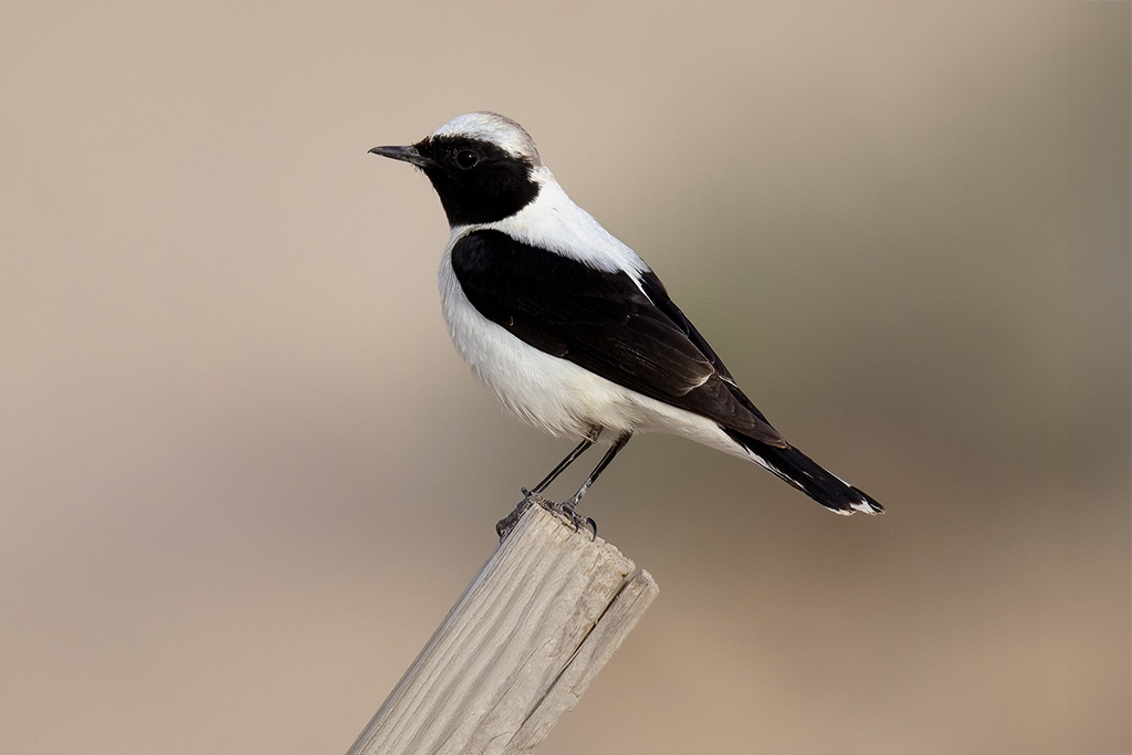 Eastern Black-eared Wheatear