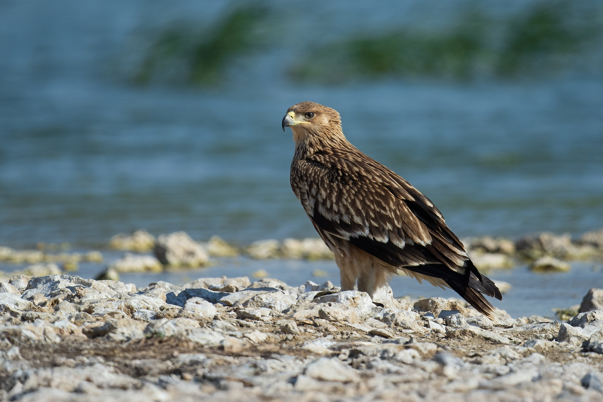 Eastern Imperial Eagle