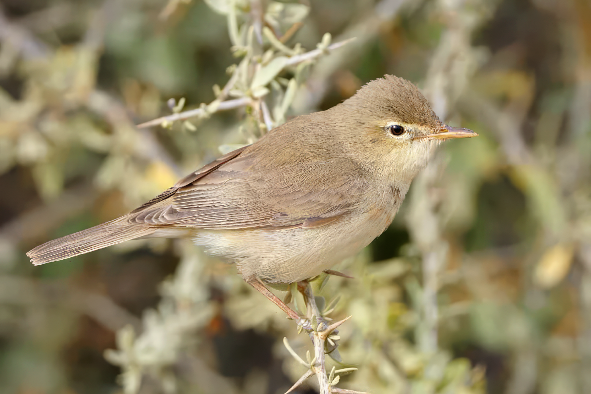 Eurasian Eastern Olivaceous Warbler