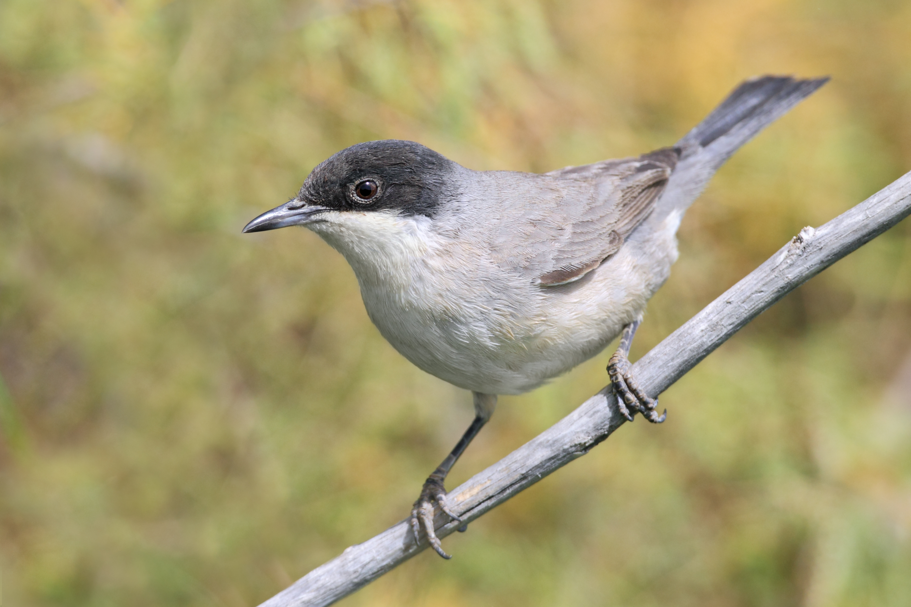 Eastern Orphean Warbler