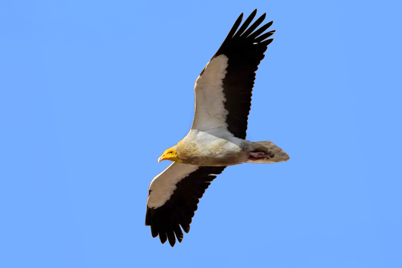 Western Egyptian Vulture