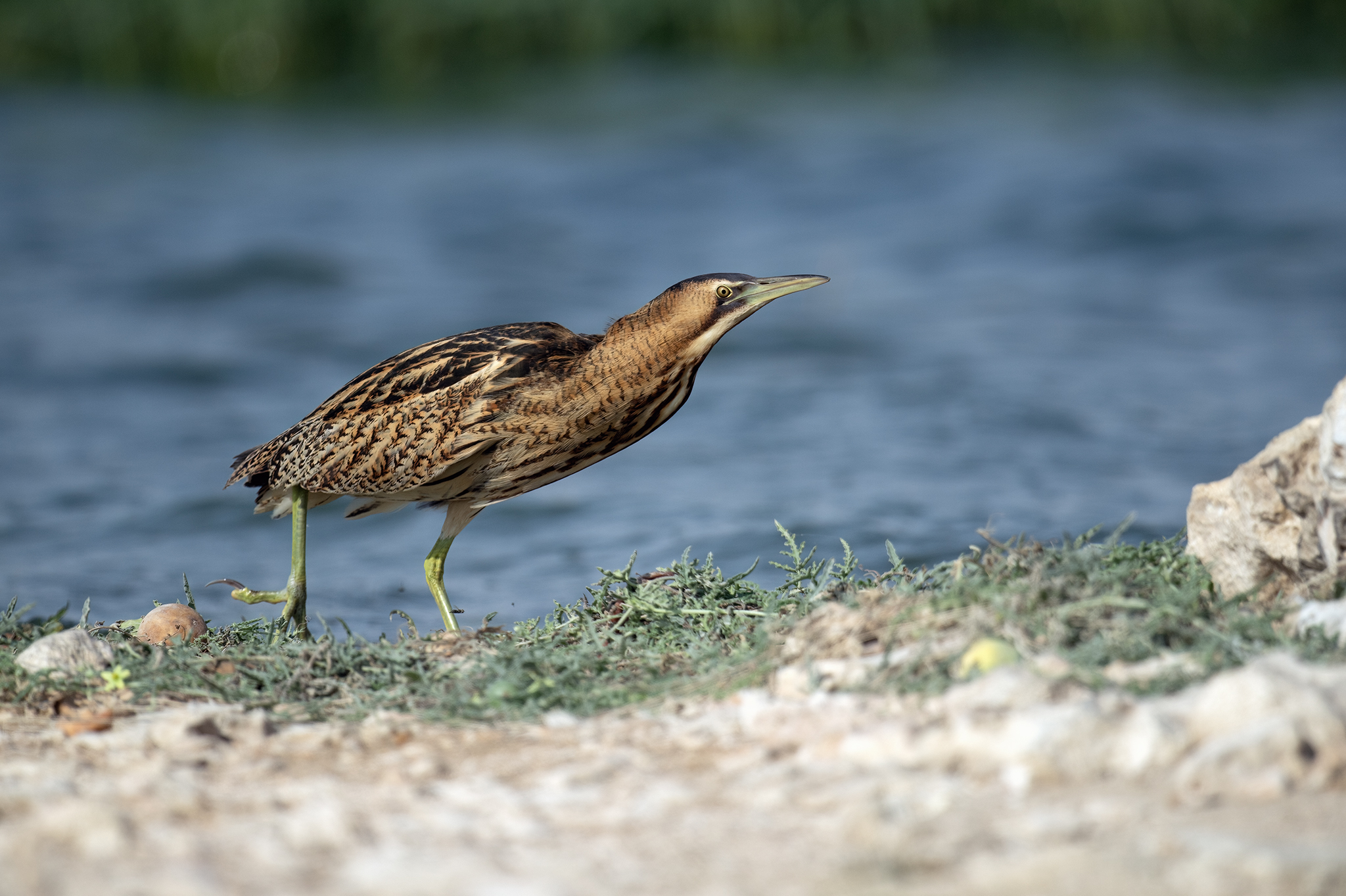 Common Eurasian Bittern