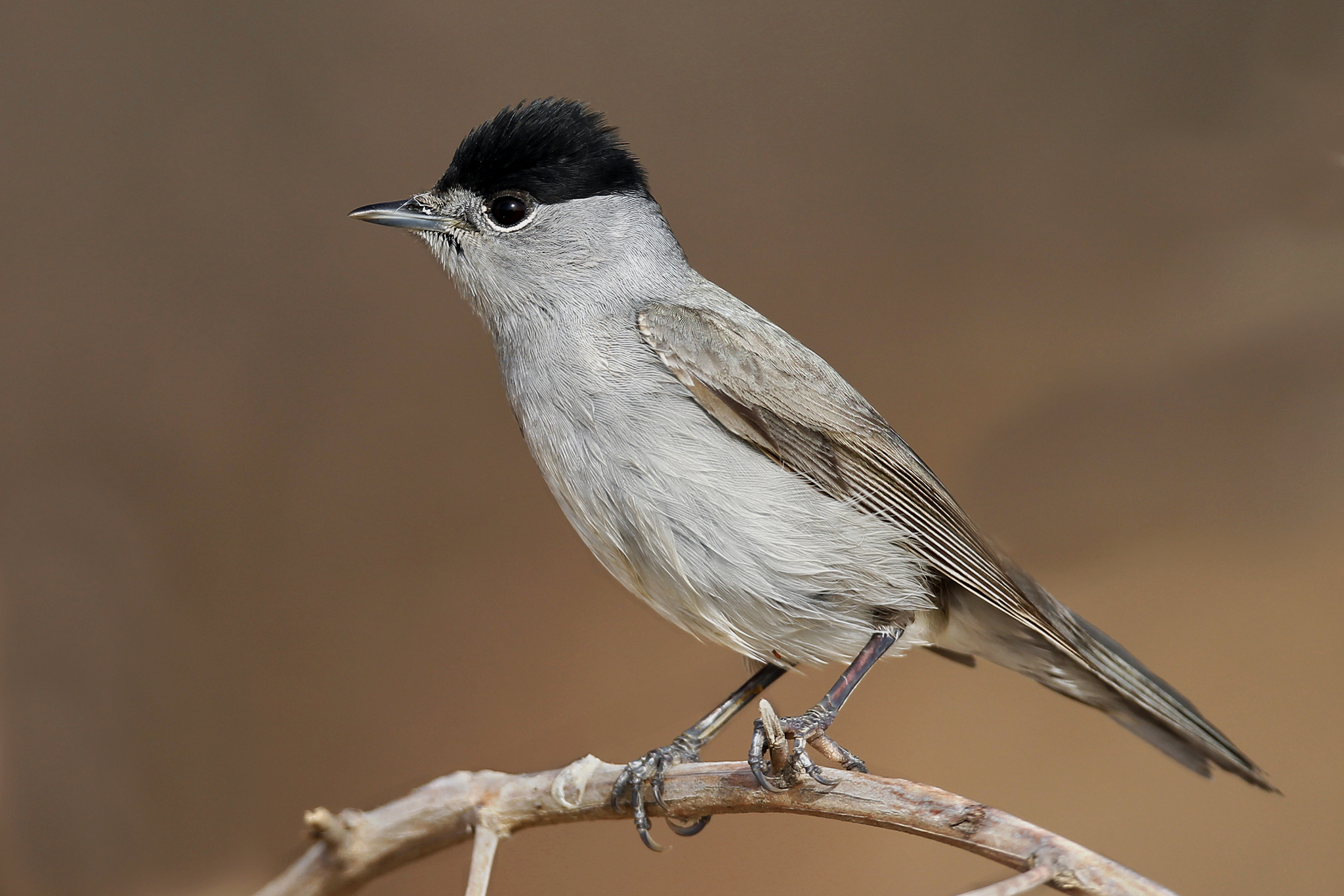 Eurasian Blackcap