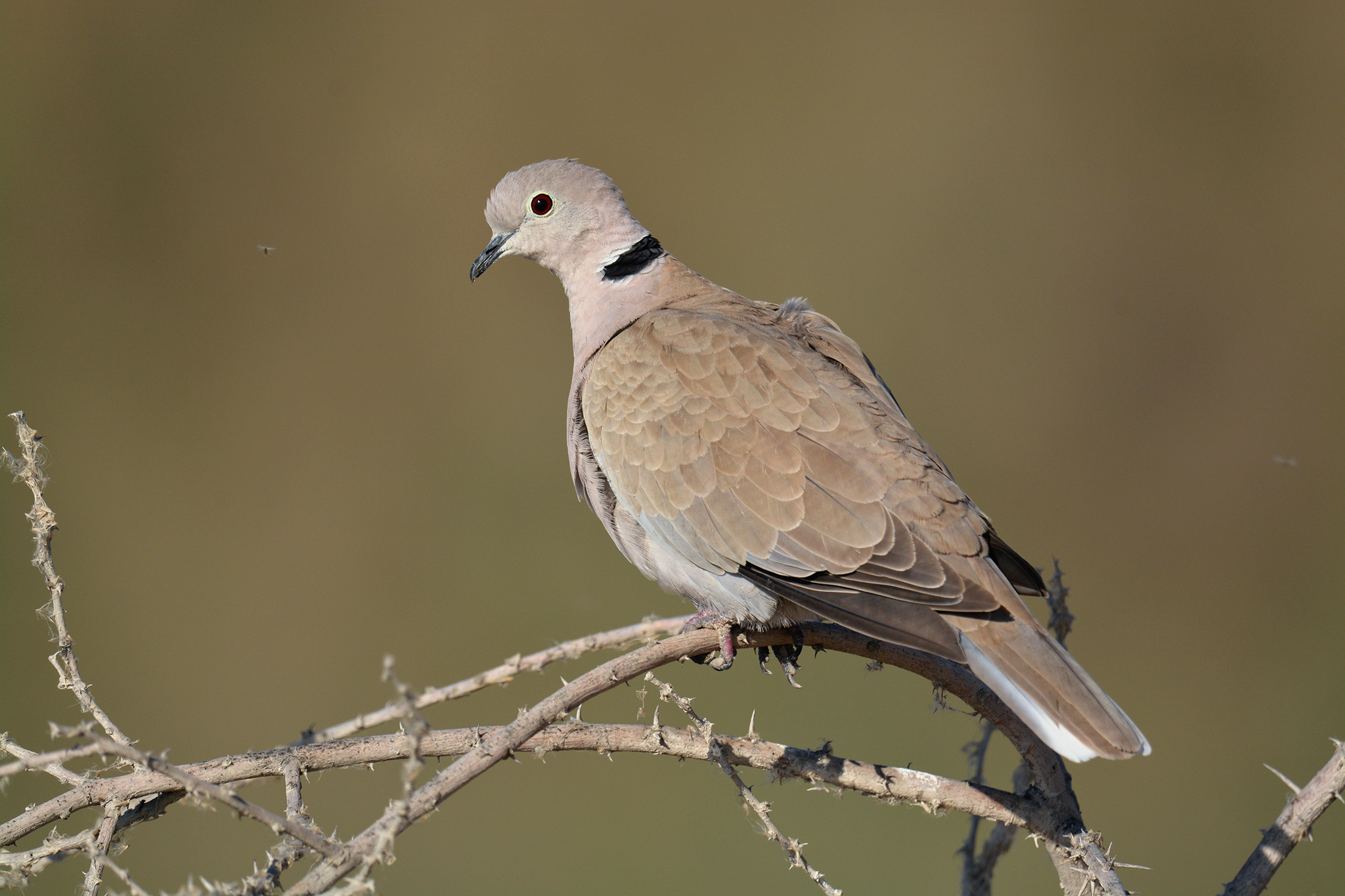 Eurasian Collared Dove