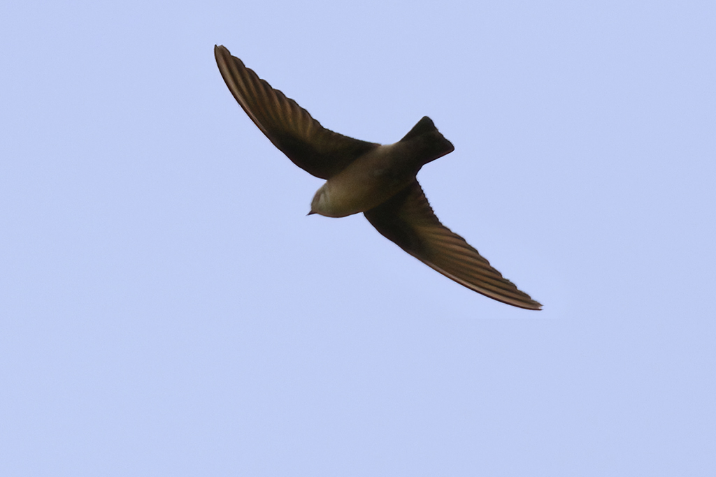 Eurasian Crag Martin