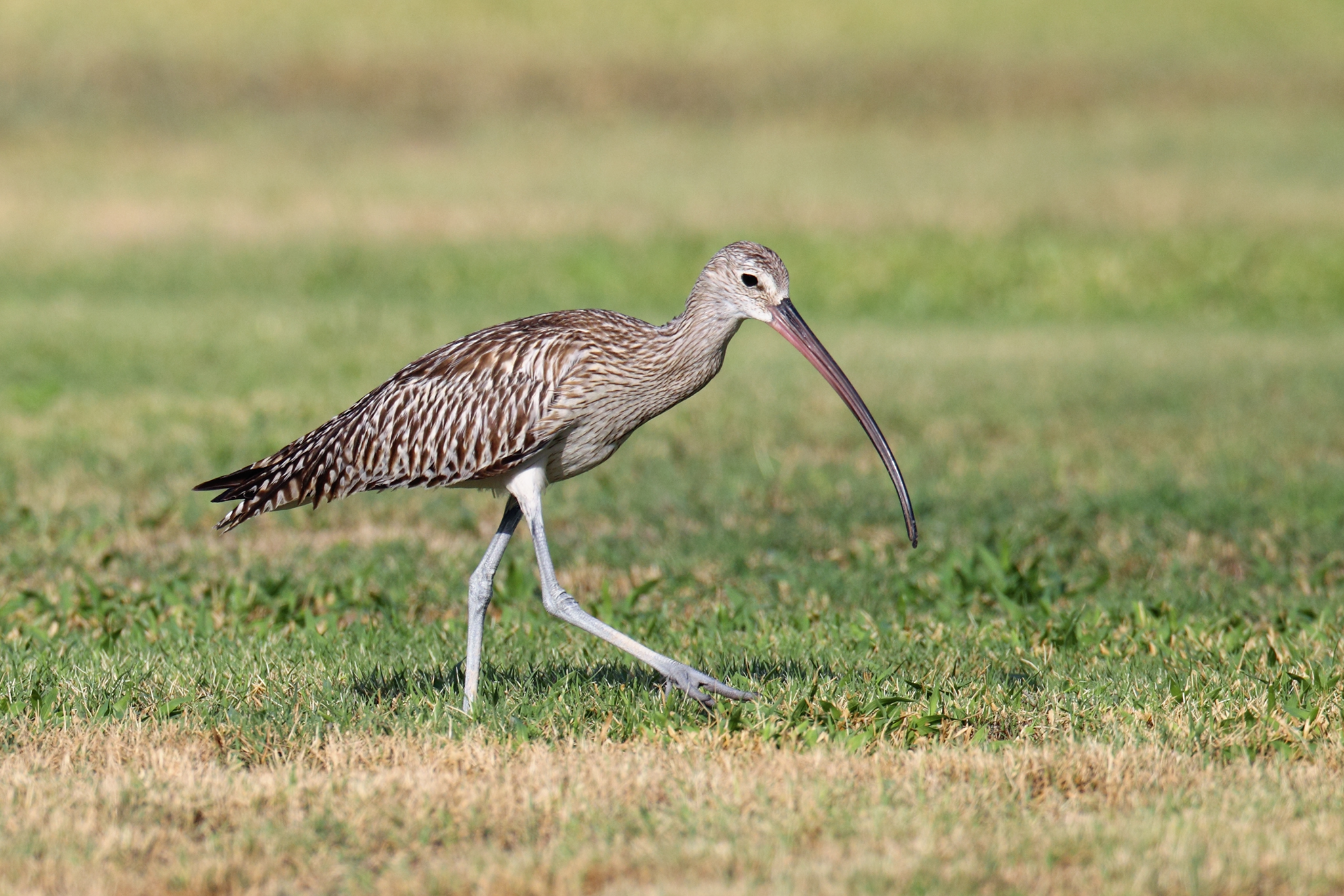 Eurasian Curlew