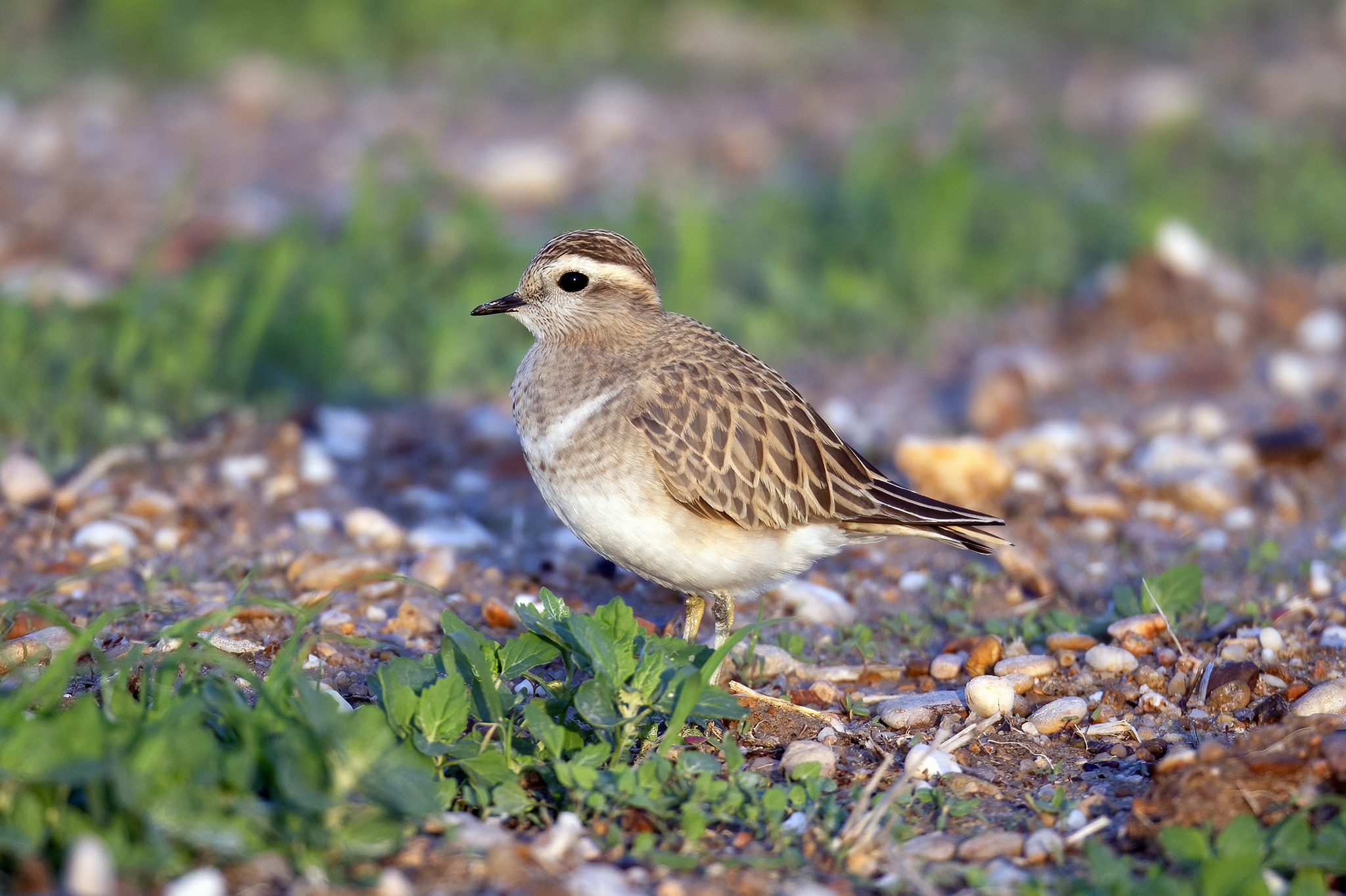 Eurasian Dotterel