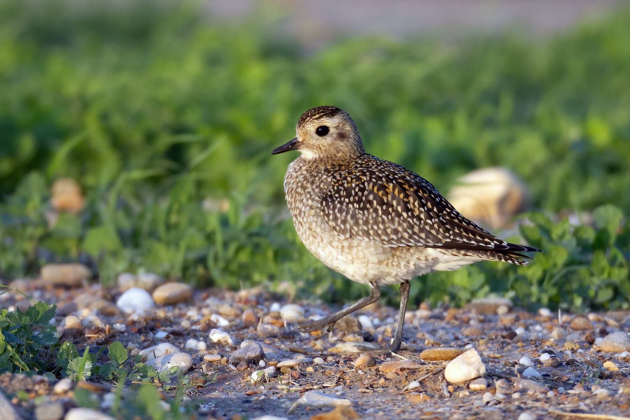 Eurasian Golden Plover