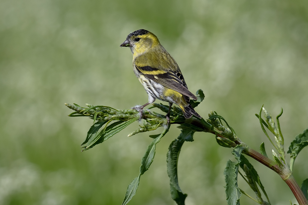 Eurasian Siskin