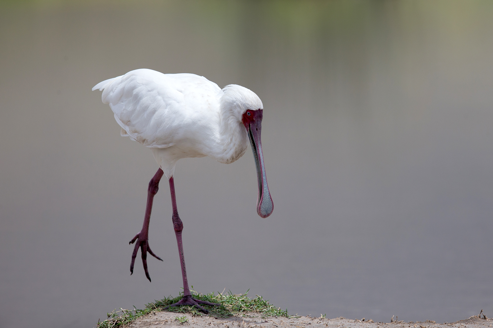 Eurasian Spoonbill