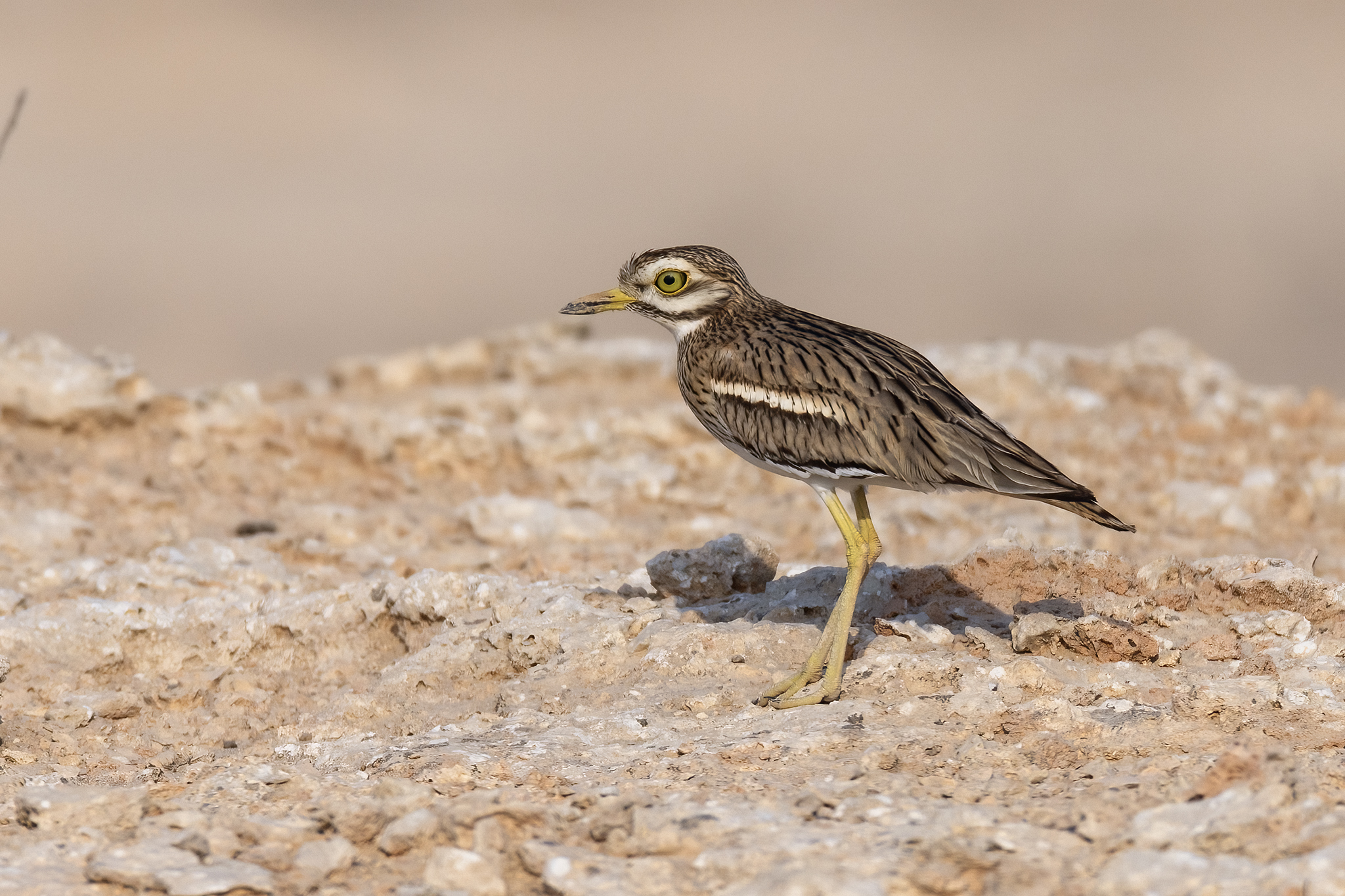 Eurasian Stone-curlew