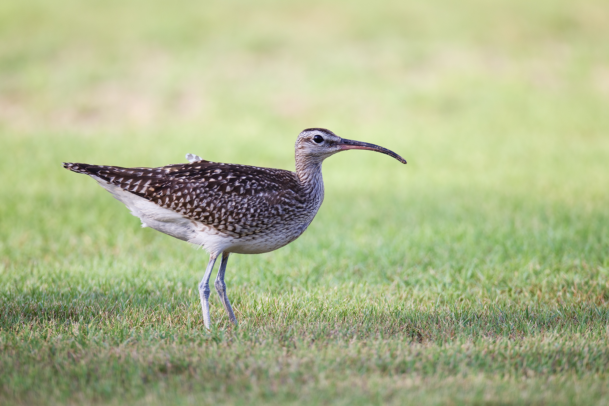 Eurasian Whimbrel