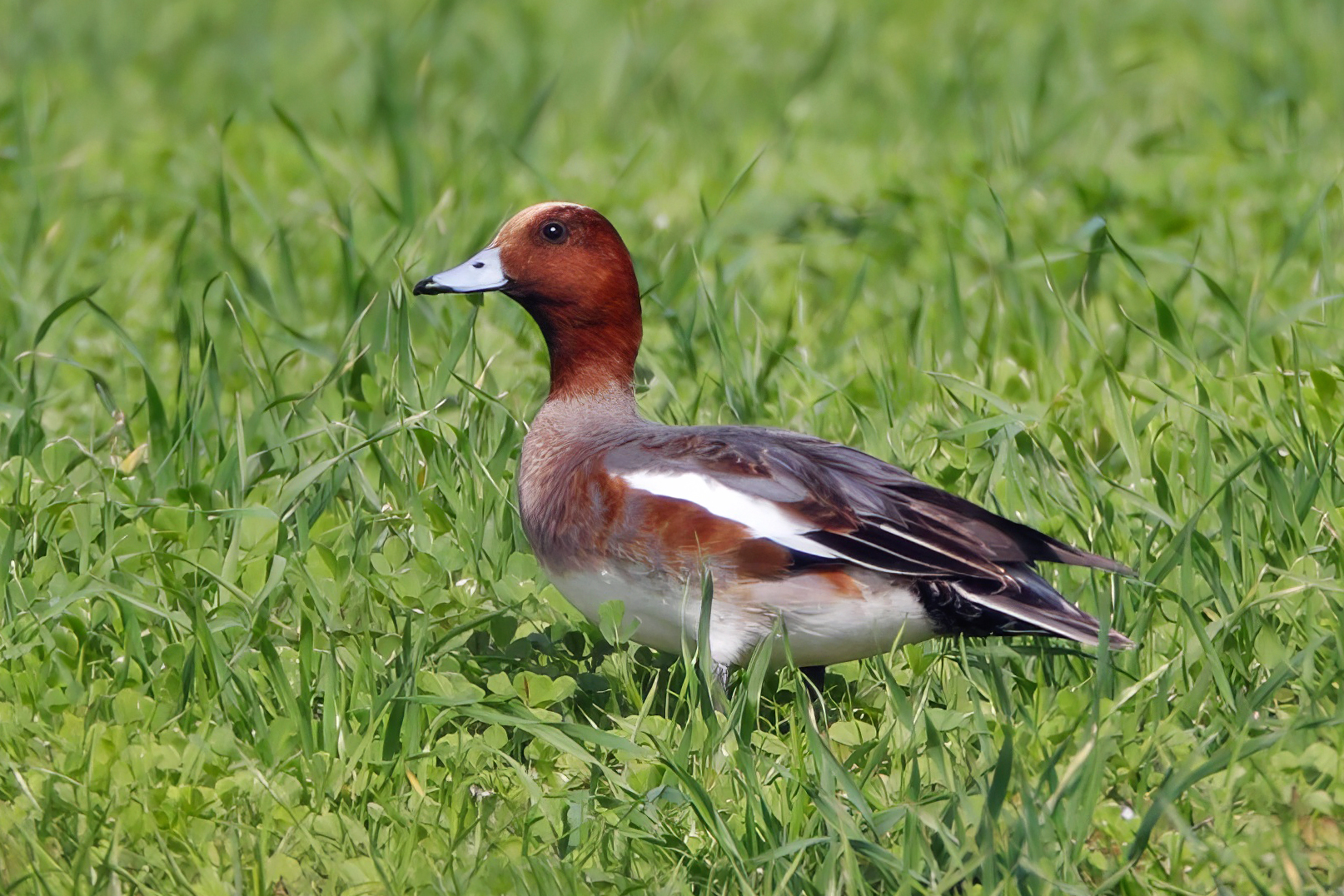 Eurasian Wigeon