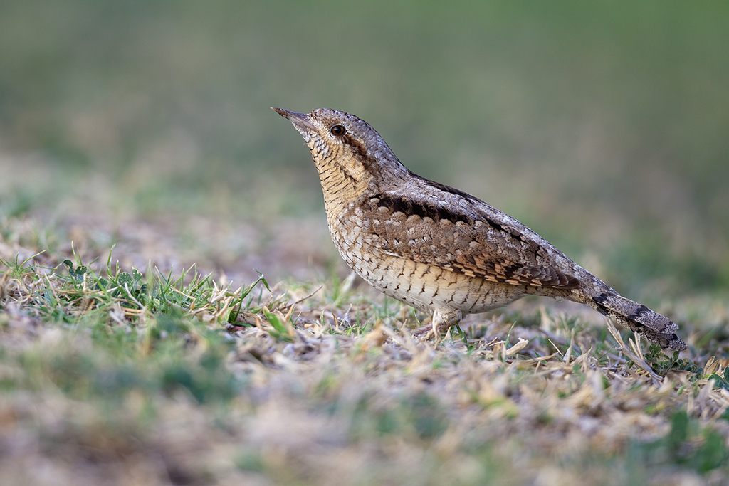 Eurasian Wryneck